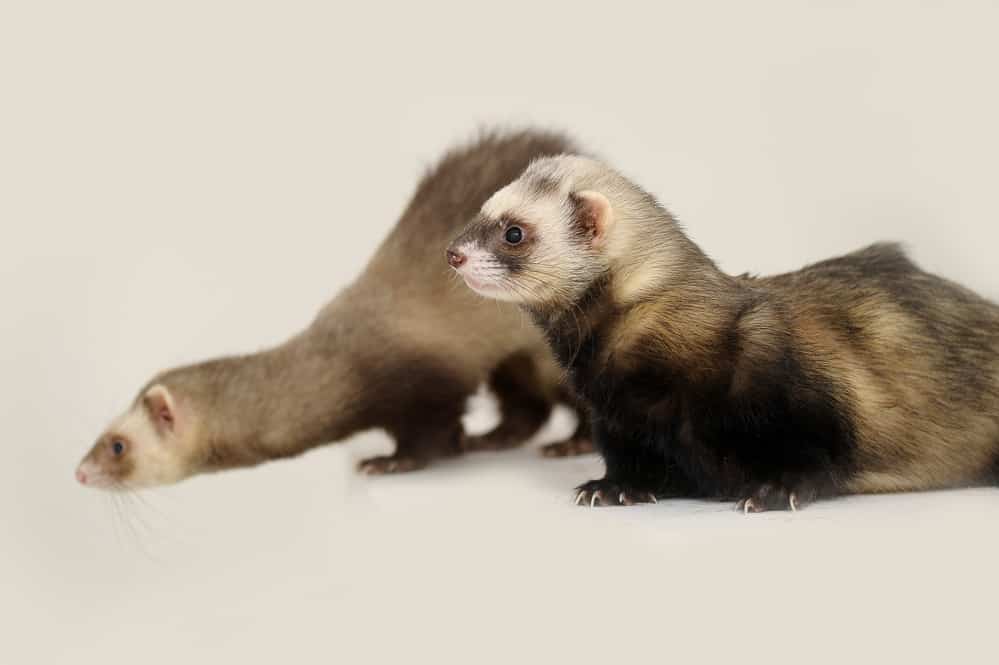 are-ferrets-legal-in-british-columbia-midnight-pets