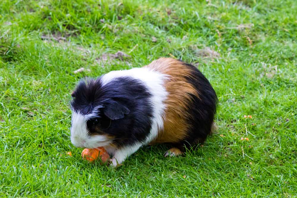 Are Guinea Pigs and Capybaras Related - Midnight Pets