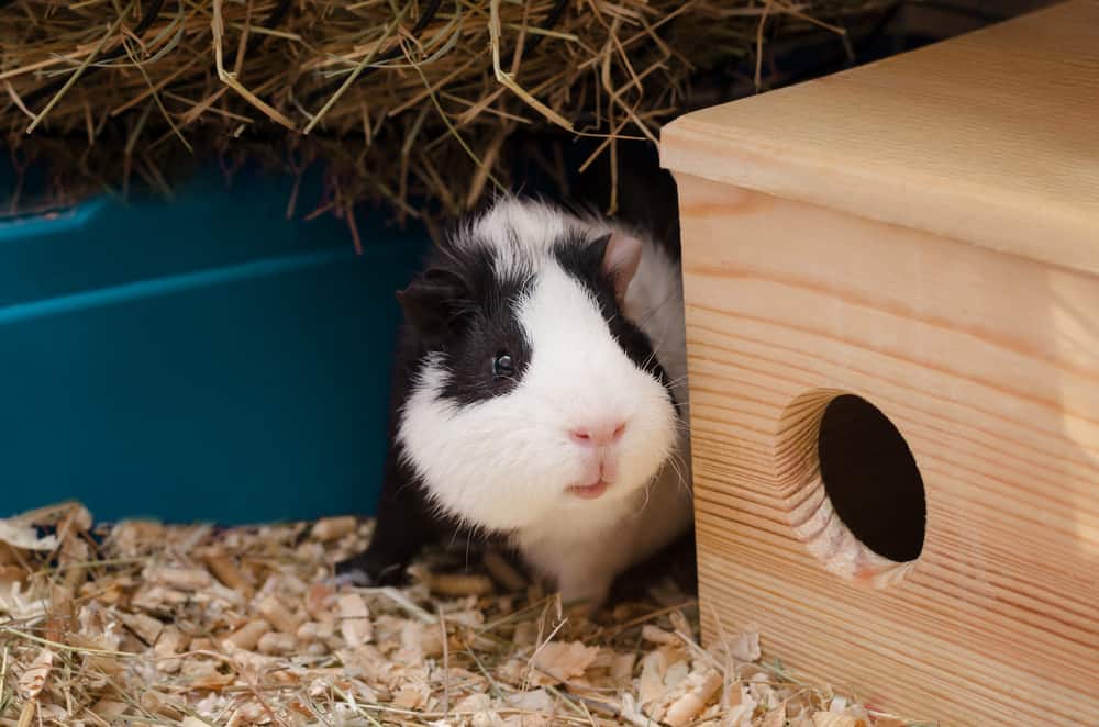 how-many-babies-can-a-guinea-pig-have-in-a-year-midnight-pets